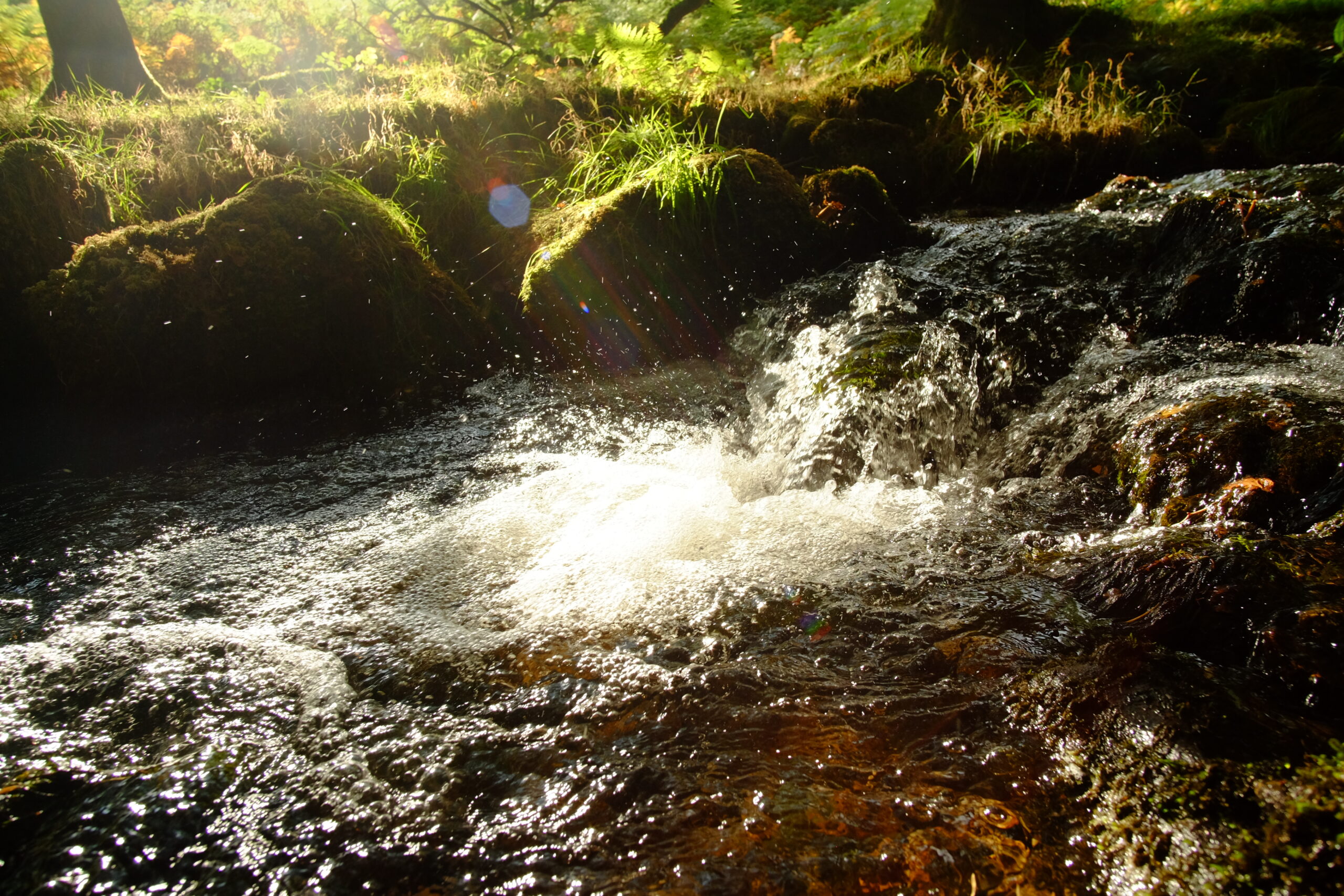 Wild Water, Golden Light